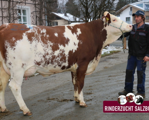 ROBERT-Tochter vom Betrieb Hollaus, Moosen, Wald