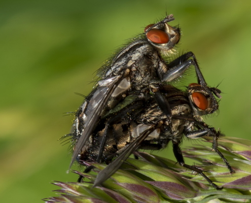 Fliegen-Paarung; agrarfoto.com