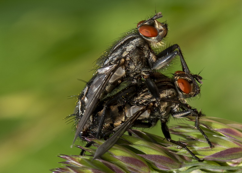 Fliegen-Paarung; agrarfoto.com