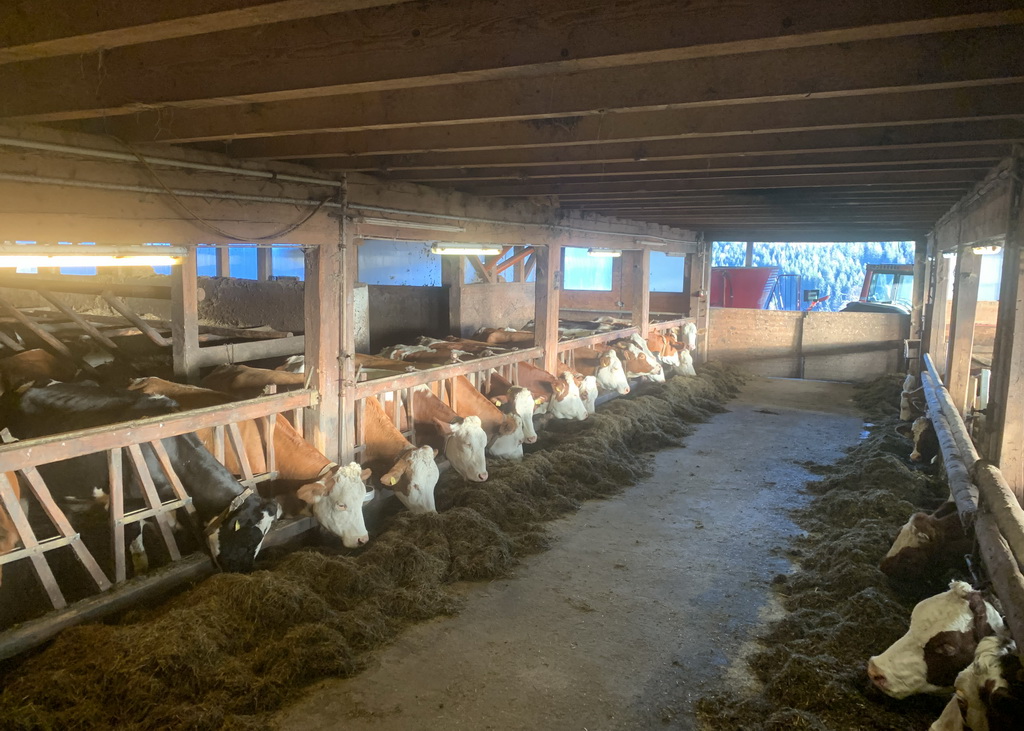 Gefüttert werden die Kühe am Betrieb Streit mit einer AMR, ausgelegt auf 24 kg Milch, bestehend aus Grassilage, Biertreber und Kraftfutter