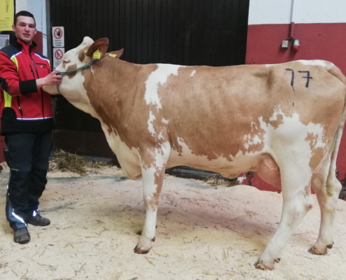 ZV Zwettl 23.02.2022 REMMEL-Tochter vom Betrieb Haider Thomas Gmaining