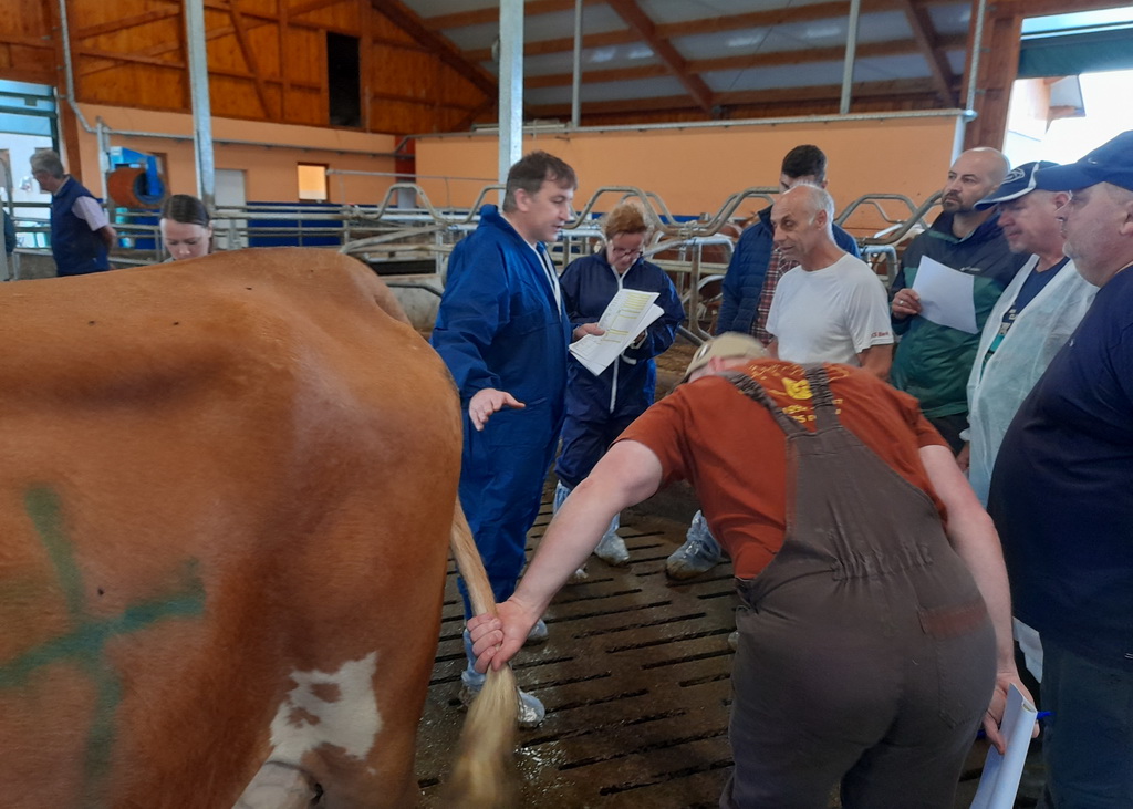 EVF-Exterieurtreffen in Slowenien - Erklärung am Tier durch Gerald Pollak