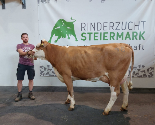 GS VOLLSTARK-Tochter vom Betrieb Darnhofer aus Anger