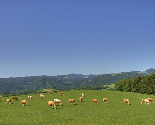 Fleckviehkühe auf der Weide, agrarfoto.com