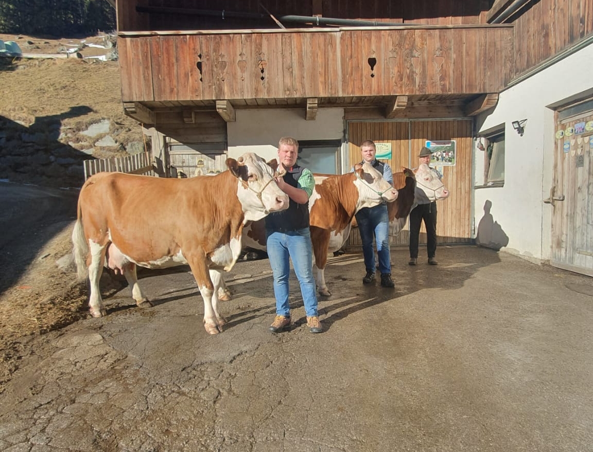 STEPHANIE, Rurex x Stadel Red, INDYA, GS Rau x Rello, PATRIZIA, Hofherr x Romel, von Gerhard Steiner, Matrei i. Osttirol, Foto privat