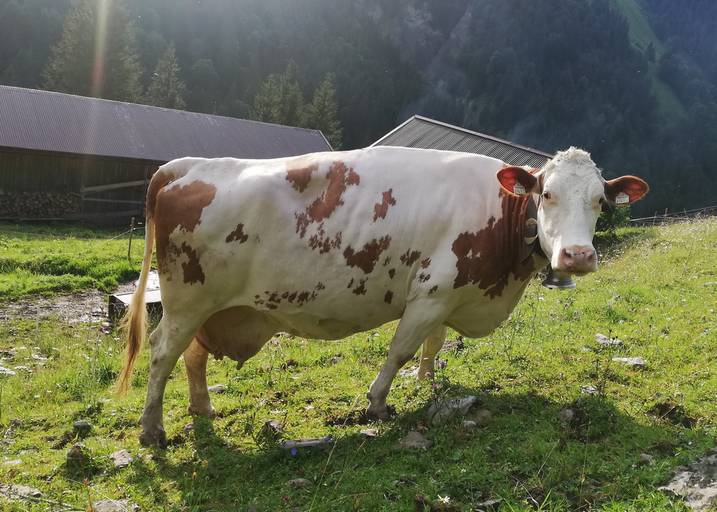 WALLI, Rustler Red x Romsel, von Burgi Rupprechter, Breitenbach a. I., Tirol, Foto privat