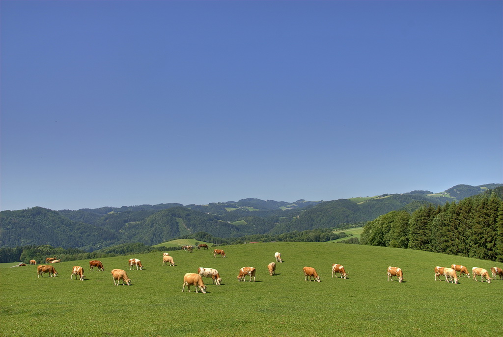 Fleckviehkühe auf der Weide; agrarfoto.com