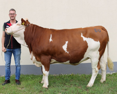 Die Weissensee-Tochter vom Betrieb Trattnig Georg, Strassburg