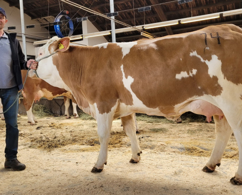 ZV Zwettl 12.10.2022. Für eine DEVAG-Tochter aus biologischer Wirtschaftsweise wurde mit 2.880,-Euro der höchste Preis geboten. Verkäufer dieser Erstlingskuh war der Zuchtbetrieb Monika und Josef Haider aus Gmaining.