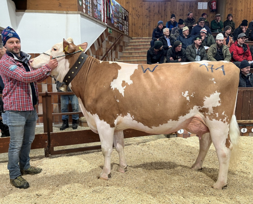 ZV Rotholz 14.12.2022 SUSI von Hermann Knapp, Weerberg, 3.660 Euro