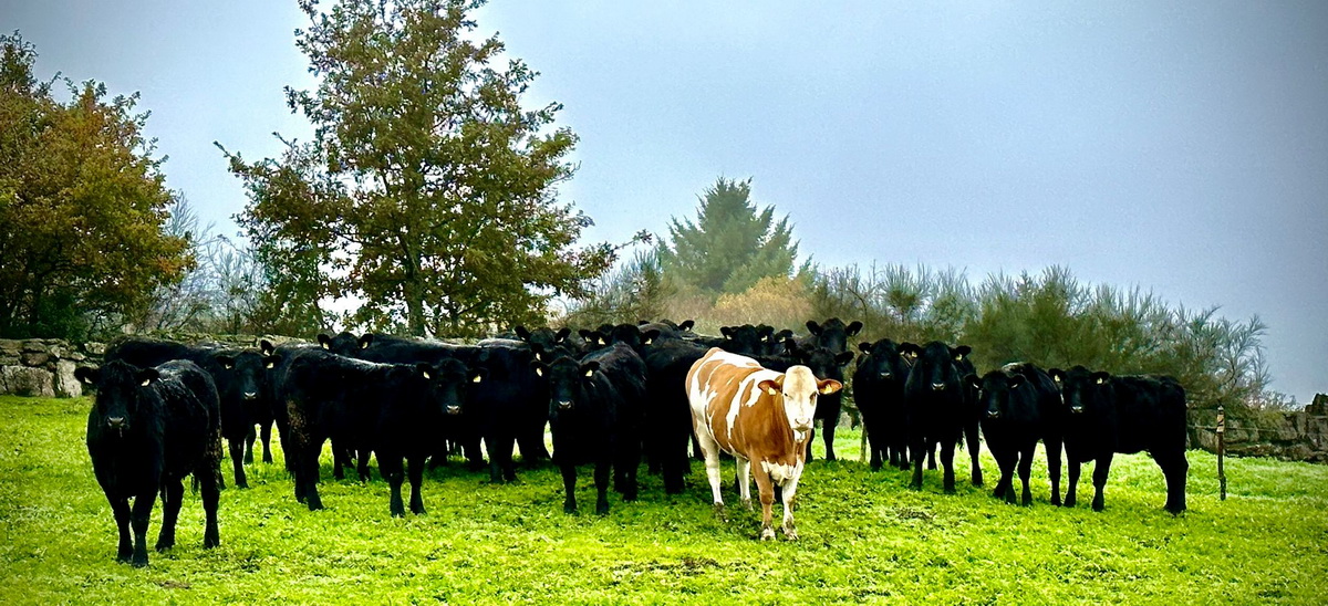 Österreichs Fleckvieh findet man immer stärker in Spaniens Herden