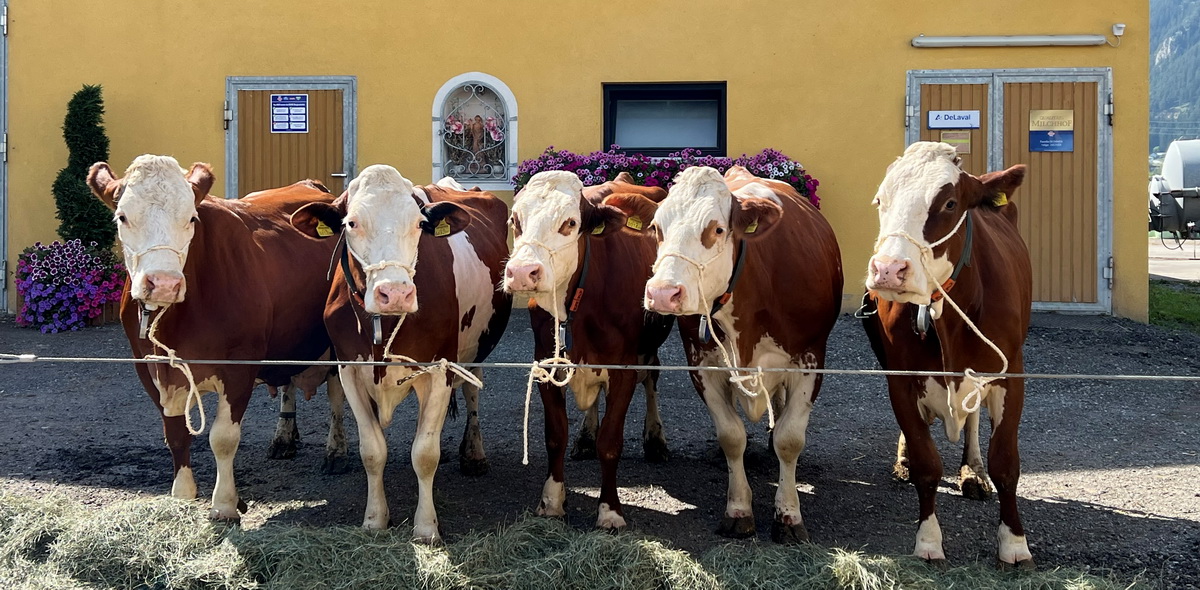 LORETTA, Wal x Gardian, WIOLA, Laron Red x GS Polari, GRÄFIN, Ilion x Waterberg, WONNE, Rukali x Rainer, WEINLA, Waldbrand x Micmac, Brigitte u. Georg Summer, Kammern, Stmk., Foto Hörmann