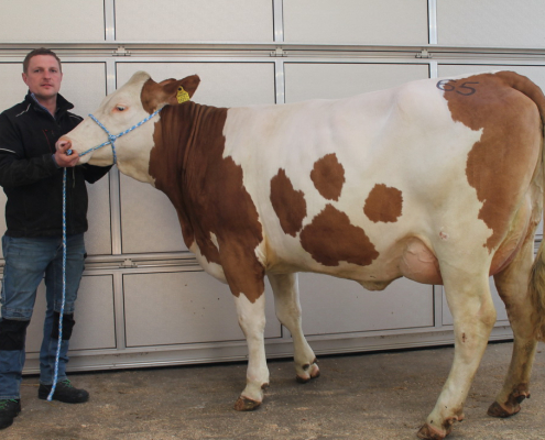 St.Nr. 65 erzielte mit 2.780 Euro den Höchstpreis in der Kategorie der Kühe in Milch.