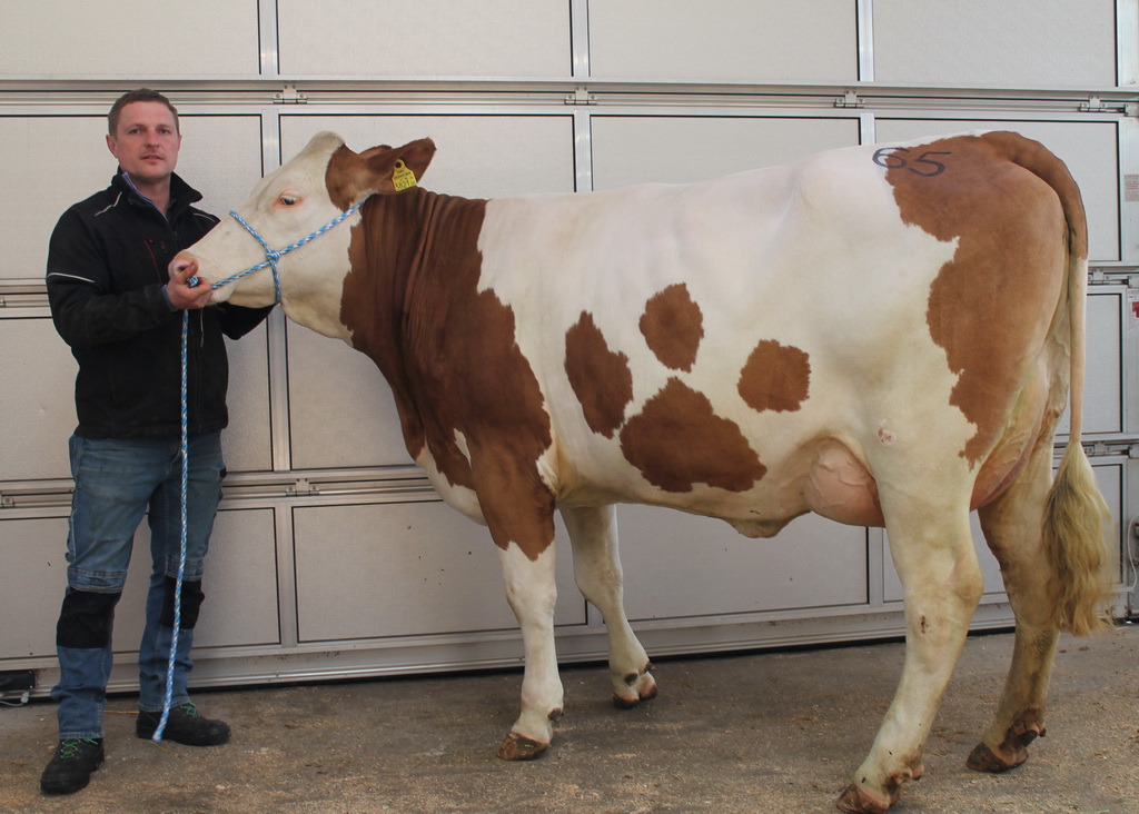 St.Nr. 65 erzielte mit 2.780 Euro den Höchstpreis in der Kategorie der Kühe in Milch.