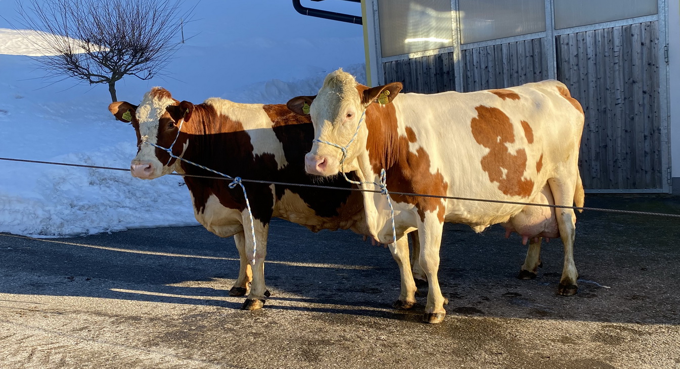 BRUNNI (li.), Reumut x Round Up, GERDA (re.), GS Waldfeuer x Origin Red, Gerhard Freigassner, Weisskirchen in Steiermark, Foto privat