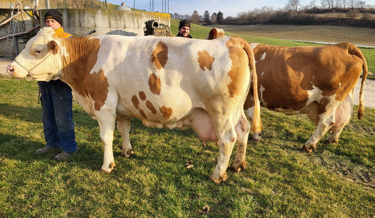 DORIS, GS Rehard x Romor, und FEDER, Dextro x Wal, Schachl Gesbr, Harmannsdorf, Niederösterreich, Foto Traxler