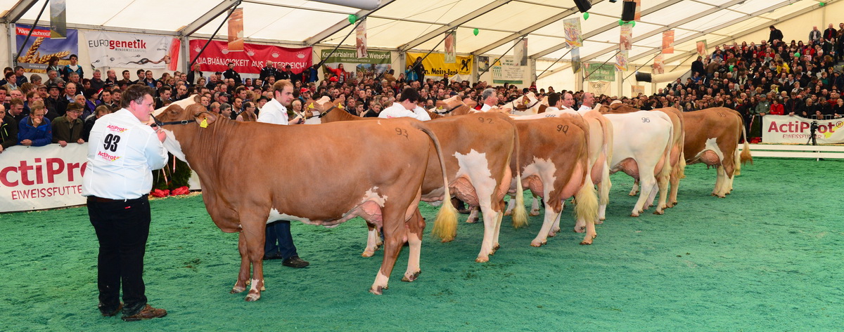 Bundesfleckviehschau 2013 - 1. Gruppe der Drittkalbskühe