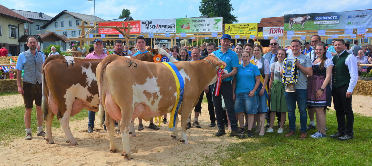 Champions der älteren Kuhklasse: rechts Champion SAMSTAG (V: Ruksi) von Alexandra und Johann Kitzler, Grafenschlag und links Reservechampion ORELA (V: Web) von Johann Steindl, Sallingberg