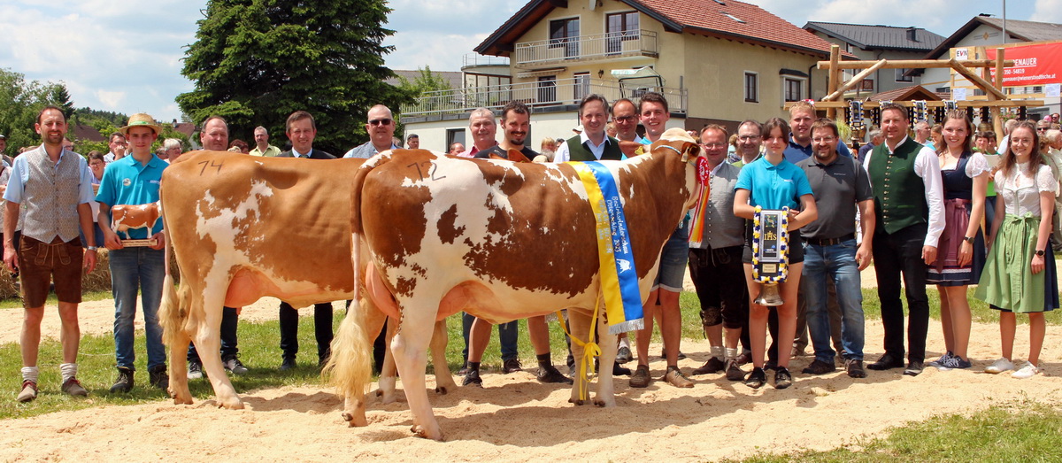 Jungkuhchampions der Rinderschau Ottenschlag: rechts Champion AMALIA (V: GS WAY) von Steindl Johann, Sallingberg und links Reservechampion WOLKE (V: Riaza) von Nicole und Martin Rosenmayr, Ottenschlag