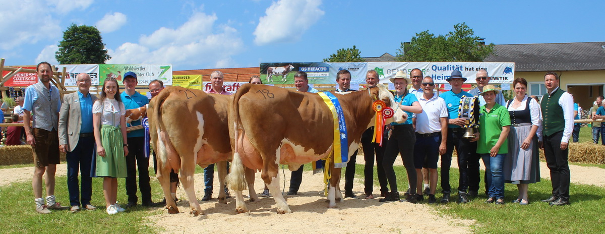 Champions der mittleren Kuhklasse: rechts Champion VALONA (V: Mint) von Helga und Leopold Zeinzinger, Martinsberg und links Reservechampion LAURA (V: Mint), von Raimund Führer, Ottenschlag