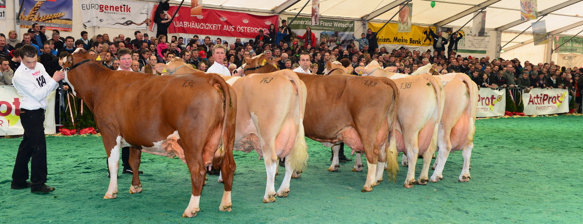 Gr. 15 Dauerleistungskühe, v. l. n. r Gruppensiegerin TRIXI (V: Rumba) von Hubert Rettensteiner, Flachau, Salzburg, BETTY (V: GS Rau) von Johann Ratzberger, St. Peter in der Au, Niederösterreich und NAOMI (V: Humid) von Herwig Kofler, Reisach, Kärnten.