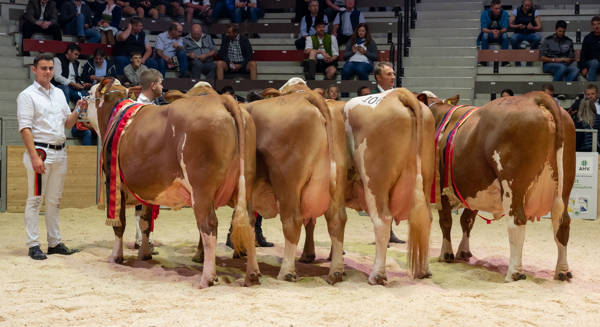 Die 4 Bundessiegerkühe der 8. Deutschen Fleckviehschau in Miesbach