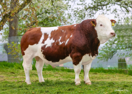 GS MACONDO (GS Urbel x Viktor)