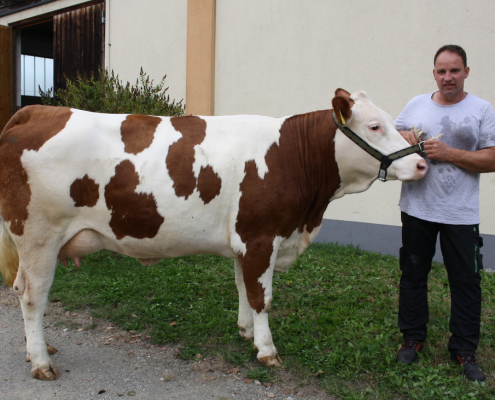 HERZPOCHEN- Tochter aus dem Zuchtbetrieb Hartleb Elisabeth, St. Georgen ob Judenburg