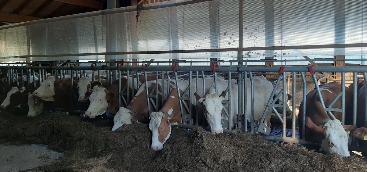 Die Tiere fühlen sich im Laufstall des Betriebes Pirker sichtlich wohl..