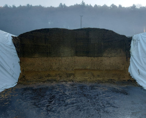 Maissilage richtig beurteilen