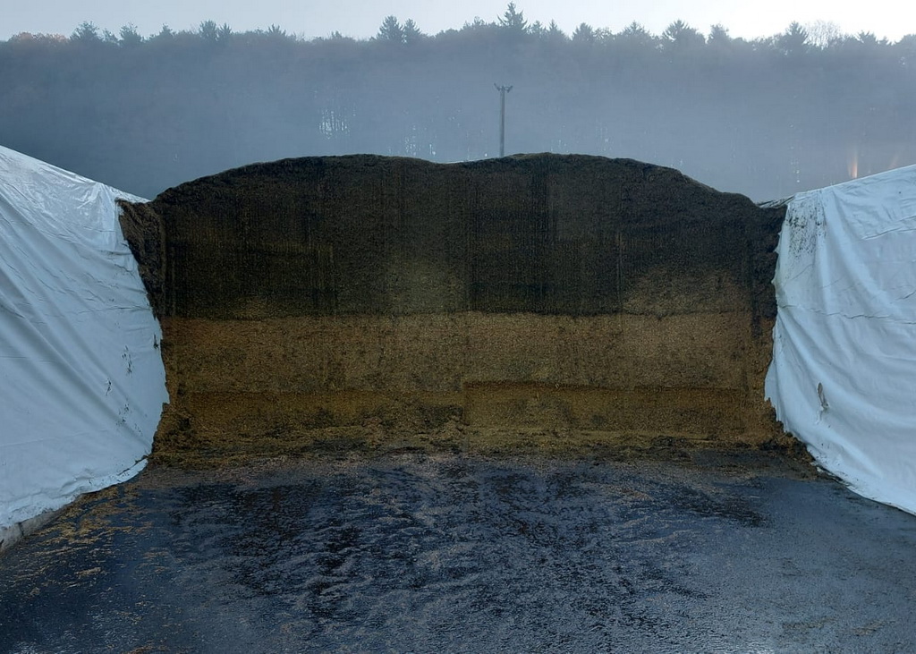 Maissilage richtig beurteilen