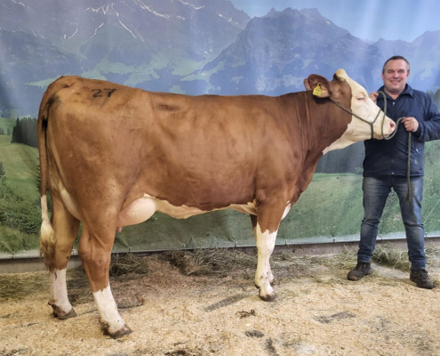 Die GS HOFSTATT-Tochter LIA überzeugt vor allem mit ihrem kompakten Euter, trotz der 36 kg Milch/Tag, und erzielte mit 2.860 Euro den höchsten Preis in ihrer Kategorie.