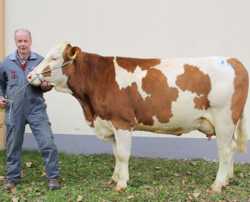 GS MACHTVOLL-Tochter von Peter Oman, Hermagor