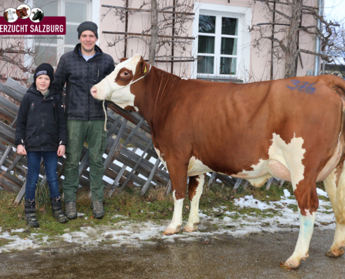 Tageshöchstpreis für MINT-Tochter Kat.Nr. 376 von Ganitzer Julia u. Anton, Andex, Grossarl