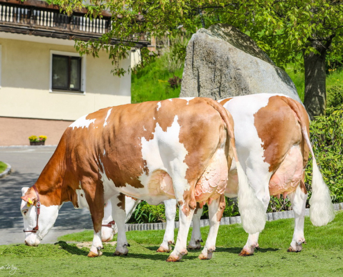 GS DER BESTE-Töchter GRETA (vorne) und STRENCHEN, beide von Anna und Christoph Eichberger, Knittelfeld, Steiermark