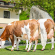 GS DER BESTE-Töchter GRETA (vorne) und STRENCHEN, beide von Anna und Christoph Eichberger, Knittelfeld, Steiermark