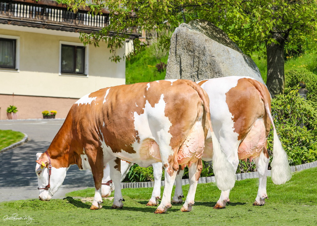 GS DER BESTE-Töchter GRETA (vorne) und STRENCHEN, beide von Anna und Christoph Eichberger, Knittelfeld, Steiermark