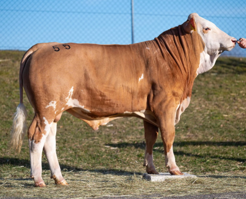 Wirbel PS AT 16 9285289, Züchter: Mühlbacher, Maria Schmolln