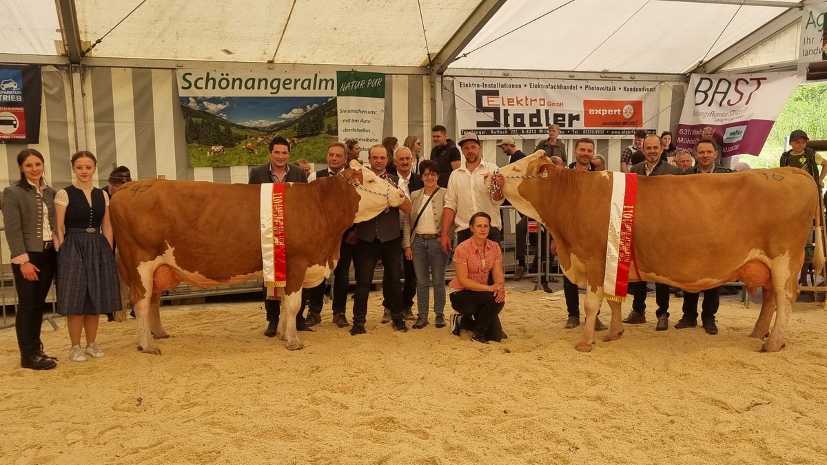 Gesamtsiegerin Altkühe (li.) NELKE (V. GS Pandora) von Loinger Georg und Reservesiegerin GLORIA (V. Waldbrand) von Auer Franz