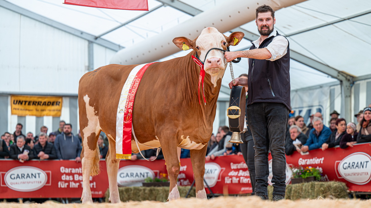 Champion FV-Kalbinnen: HOLUNDER (V: GS Der Beste) von Gramshammer Markus aus Vomp