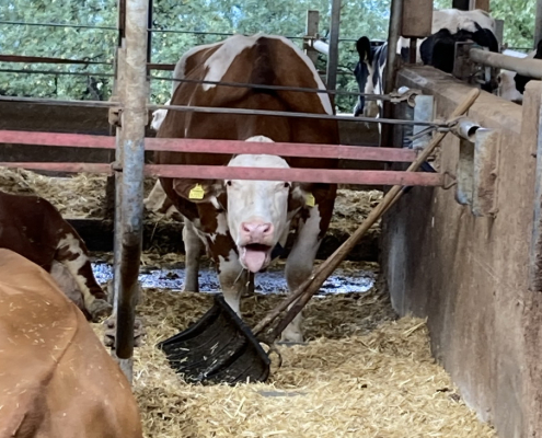 Eine von Hitzestress betroffene Kuh