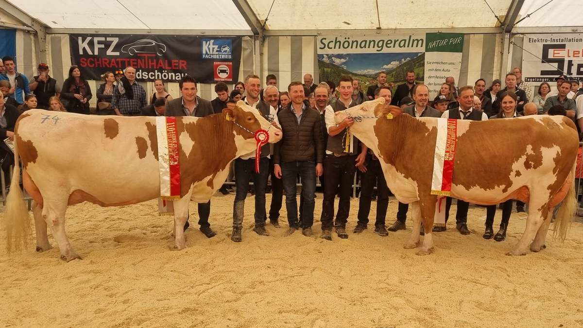 Gesamtsiegerin mittelalte Kühe (li.) BEAUTY (V. Vadin) von Haas Anton und Reservesiegerin SARAH (V. In Aisch) von Haas Anton