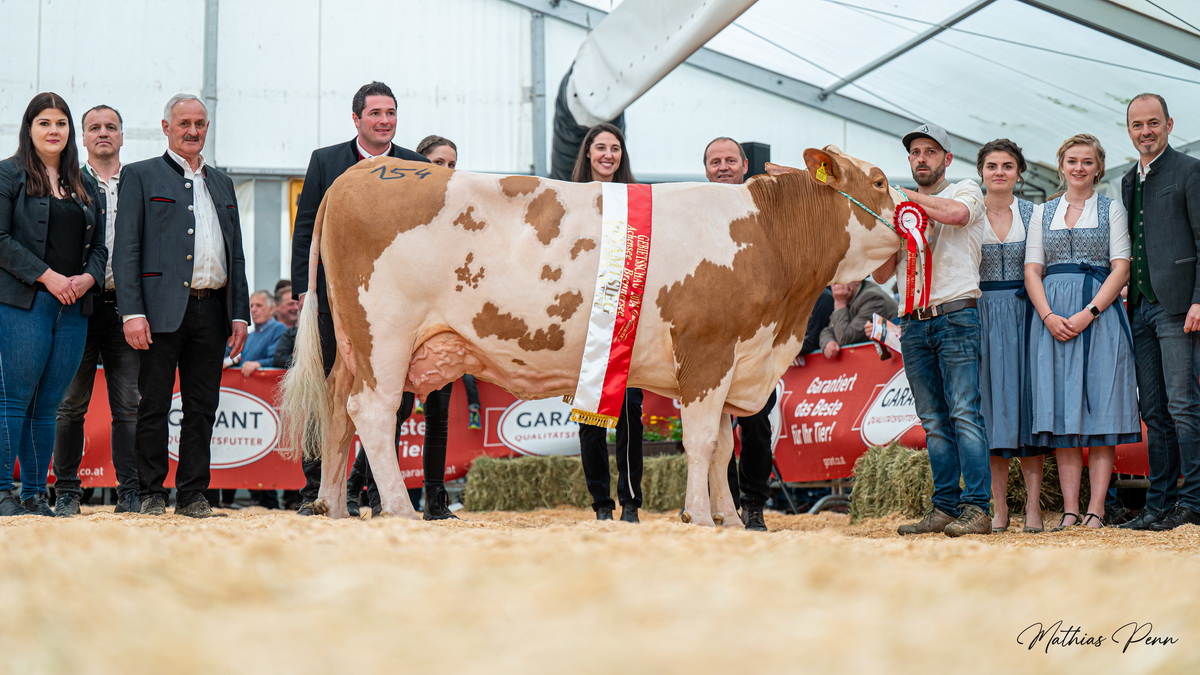 Champion FV-Kühe mittelalt: HOLDE (V: Mindos) von Rieser Josef aus Pertisau