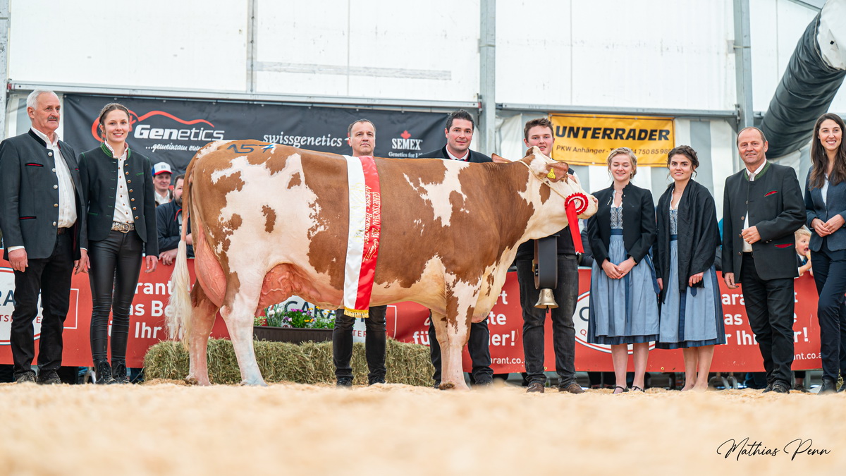 Champion FV-Altkühe: RAKETE (V: GS Rau) von Gramshammer Markus aus Vomp