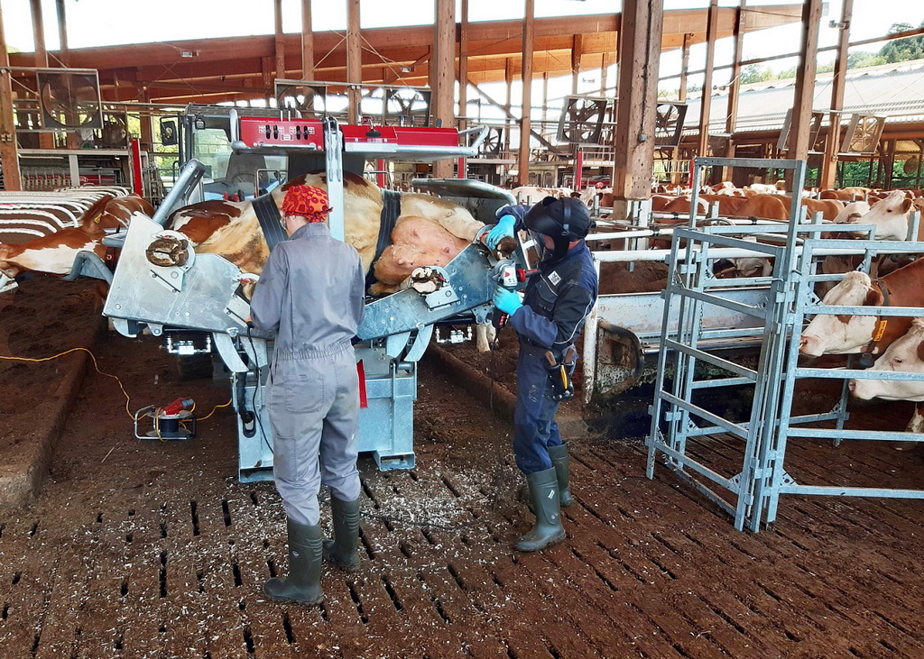 Herdenschnitt in einem Milchviehbetrieb; rechts im Hintergrund warten die restlichen Kühen auf die Klauenpflege, welche durch ein Zutriebsystem mit Gitterelementen ohne Anstrengung und Stress in den Klauenpflegestand verbracht werden können (© J. Kofler, Vetmeduni Wien)