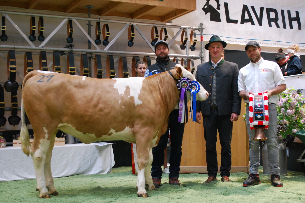 GZW-Champion: WINTERTRAUM-Tochter MUFFIN von Domig Michael aus Bürserberg