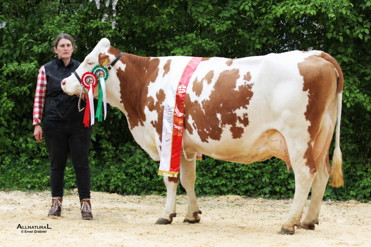 Champion Altkühe: GS VOLLWERT-Tochter SANDRA von Geiger Johannes, Egg