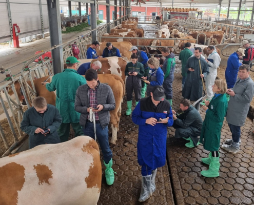 Treffen der EVF-Arbeitsgruppe Exterieur in Italien 2024 - praktische Arbeit im Stall