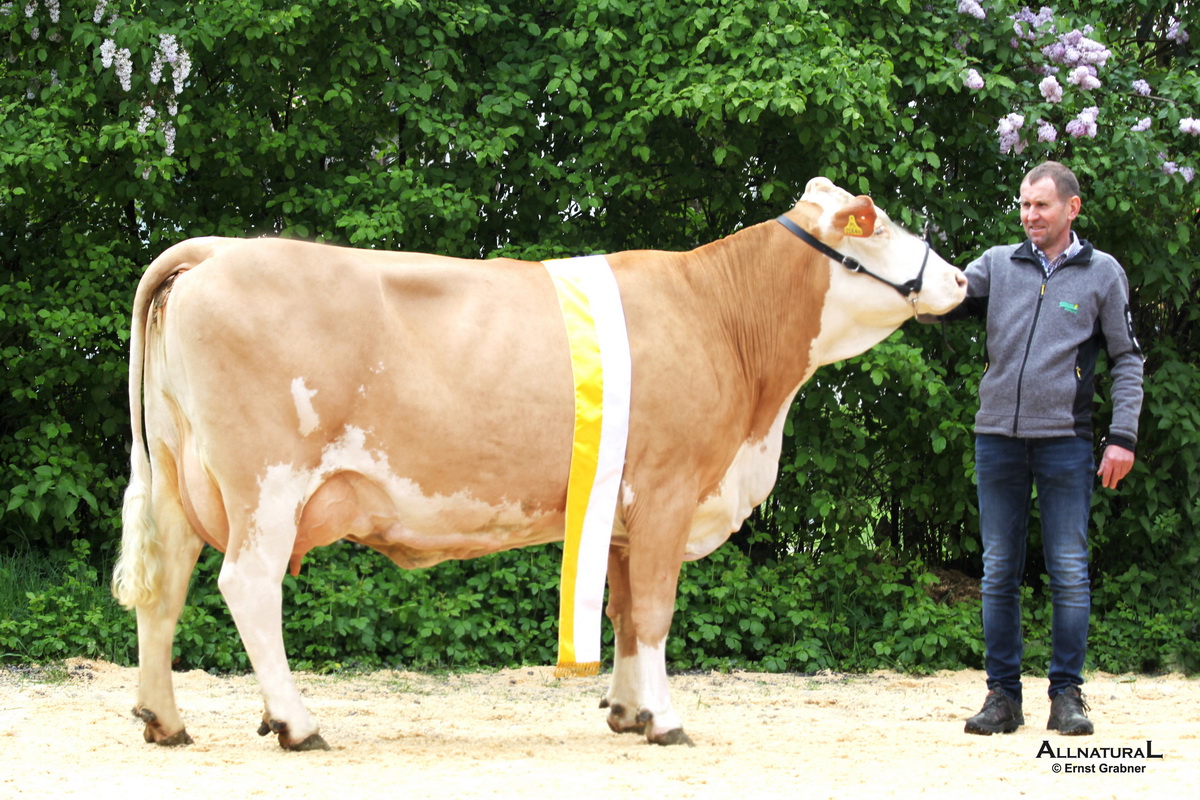 Reservechampion Altkühe: GS PANDORA-Tochter WILMA von Ammann Michael, Röns