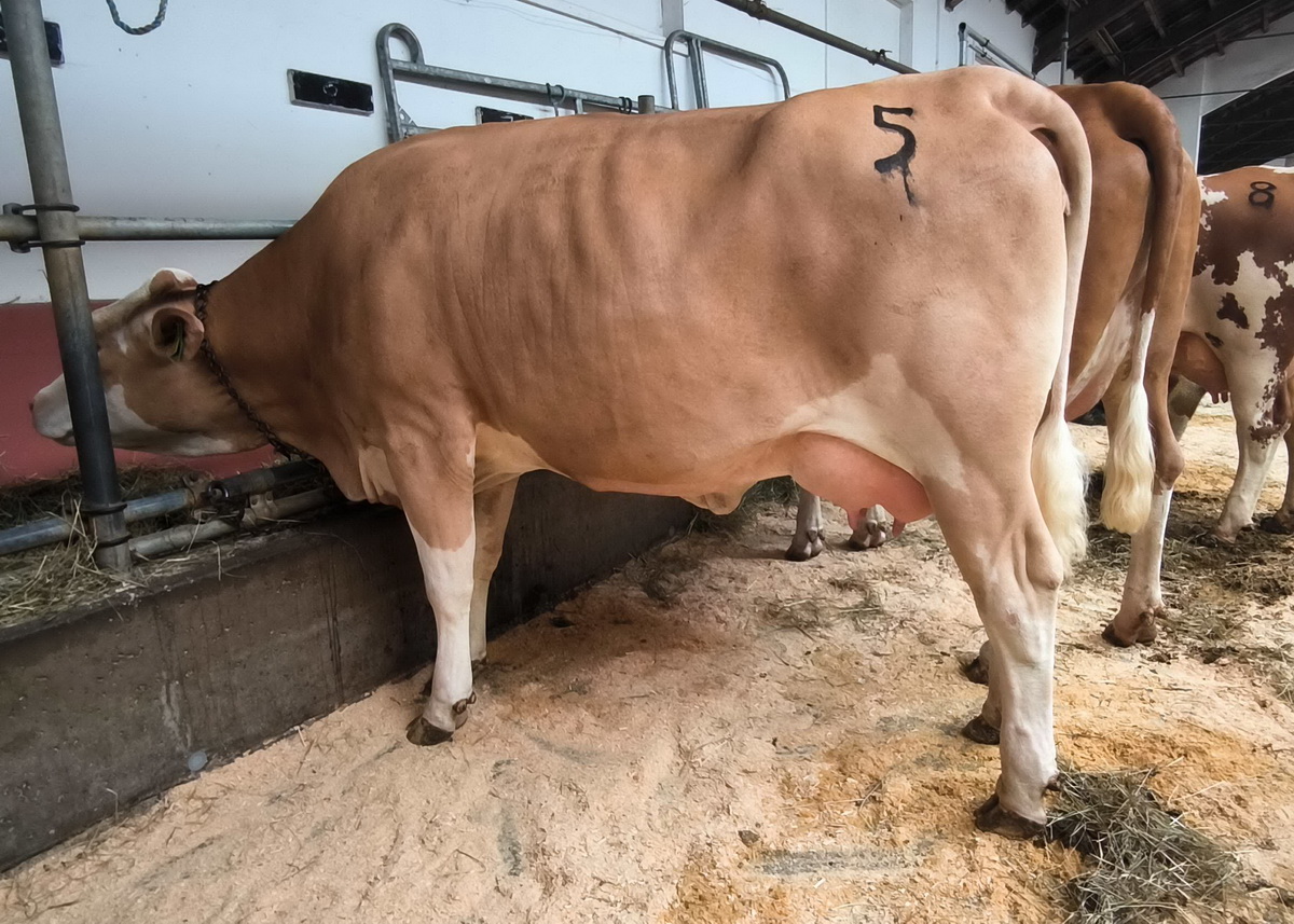 Vom Zuchtbetrieb Steindl aus Grossnondorf wurde diese GS HILFERUF-Tochter zum Verkauf angeboten (Zuschlagpreis 2.650,-)